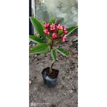 Natural Plumeria  Plant